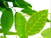 Студия-Дент