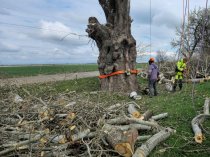 Спил деревьев в Краснодаре