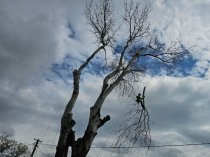 Спил деревьев в Краснодаре