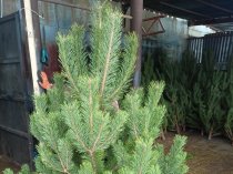 «Ёлочный Базар» - живые елки в Серпухове