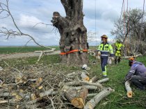 Спил деревьев в Краснодаре