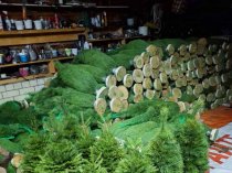 «Ёлочный Базар» - живые елки в Серпухове