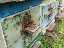 Пчёлы - соберу пчелопакеты