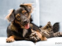 Ветеринария у Вас на дому по вызову