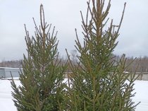 «Ёлочный Базар» - живые елки в Серпухове