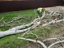Спил деревьев в Краснодаре