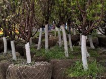 Желаете приобрести качественные кустарники и деревья?