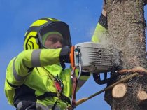 Спил деревьев в Краснодаре