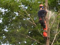 Спил дерева с естественным наклоном в Санкт-Петербурге и ЛО