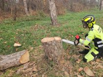 Профессиональные услуги арбориста в Краснодарском крае