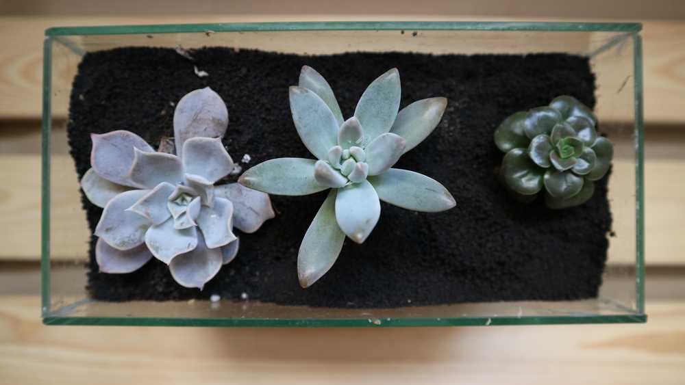 Cvet38.ru - Домашние цветы в Иркутске, в том числе редкие и дорогие.