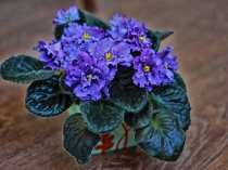 Cvet38.ru - Домашние цветы в Иркутске, в том числе редкие и дорогие. Cvet38.ru - Домашние цветы в Иркутске, в том числе редкие и дорогие.