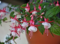 Cvet38.ru - Домашние цветы в Иркутске, в том числе редкие и дорогие. Cvet38.ru - Домашние цветы в Иркутске, в том числе редкие и дорогие.