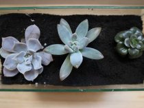 Cvet38.ru - Домашние цветы в Иркутске, в том числе редкие и дорогие. Cvet38.ru - Домашние цветы в Иркутске, в том числе редкие и дорогие.