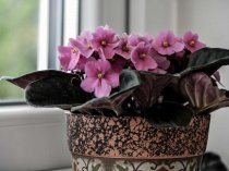 Cvet38.ru - Домашние цветы в Иркутске, в том числе редкие и дорогие. Cvet38.ru - Домашние цветы в Иркутске, в том числе редкие и дорогие.