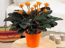 Cvet38.ru - Домашние цветы в Иркутске, в том числе редкие и дорогие. Cvet38.ru - Домашние цветы в Иркутске, в том числе редкие и дорогие.