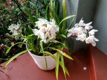 Cvet38.ru - Домашние цветы в Иркутске, в том числе редкие и дорогие. Cvet38.ru - Домашние цветы в Иркутске, в том числе редкие и дорогие.