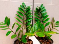 Cvet38.ru - Домашние цветы в Иркутске, в том числе редкие и дорогие. Cvet38.ru - Домашние цветы в Иркутске, в том числе редкие и дорогие.