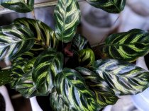 Cvet38.ru - Домашние цветы в Иркутске, в том числе редкие и дорогие. Cvet38.ru - Домашние цветы в Иркутске, в том числе редкие и дорогие.